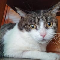 BERNARD CHA, chat à adopter