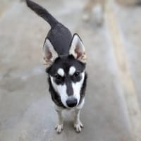 DJAKKA, chienne à adopter