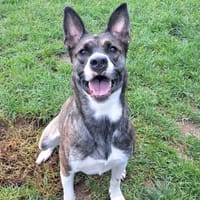 WILLOW, chienne à adopter