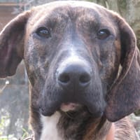 BANZAÏ, chien à adopter