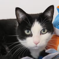 PIYA, chatte à adopter