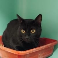 leonardo pab28010, chat à adopter