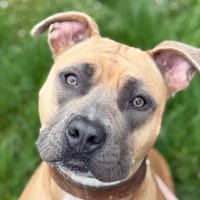 LEIA, chienne à adopter