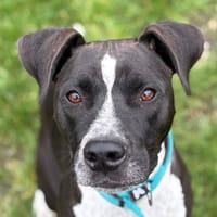 VASCO, chien à adopter