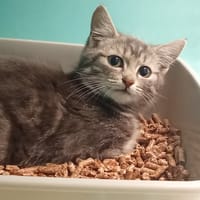 MAESTRO, chat à adopter