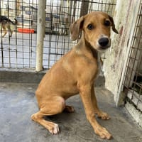 NORA, chienne à adopter