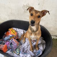 RIKO, chien à adopter