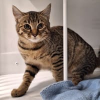 CAM, chatte à adopter
