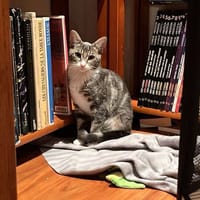 ASTRALE, chatte à adopter