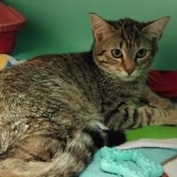 gina pab27997, chatte à adopter