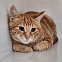 MOZZA, chat à adopter