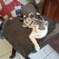 Cannell, chatte à adopter