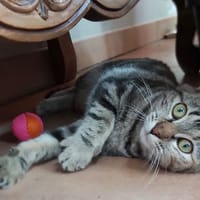 CHOUPETTE, chatte à adopter