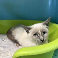 Blue, chatte à adopter