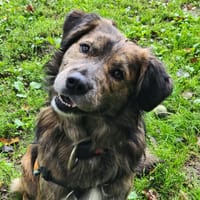 BLEU, chien à adopter