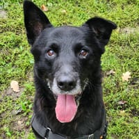 GOURKA, chien à adopter