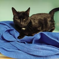 etna pab28005, chatte à adopter