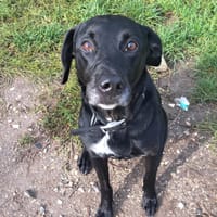 SPOTTY, chien à adopter