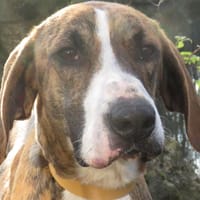 SHENZI, chien à adopter