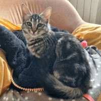 JUNON, chatte à adopter