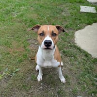 LAICKO, chien à adopter