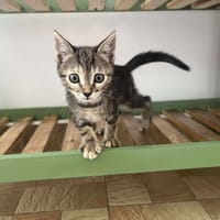 ABIGAIL, chatte à adopter