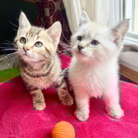 MORGAN, chat à adopter