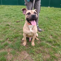 PAA23041 BECKETT, chien à adopter