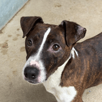 Sky, chien à adopter