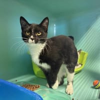 Gina, chatte à adopter