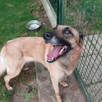 NYRA (réservée), chienne à adopter
