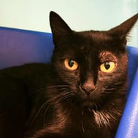 Prune, chatte à adopter