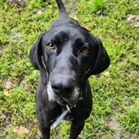 MALOYA, chien à adopter