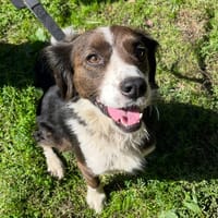 TENERIFE, chienne à adopter