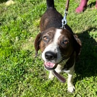 FUERTE, chienne à adopter