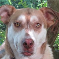 PRETTY, chienne à adopter