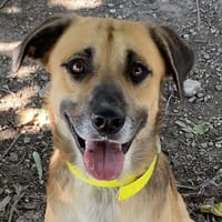 TAYRON, chien à adopter