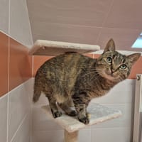 STARI, chatte à adopter