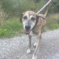 HUTCH, chien à adopter