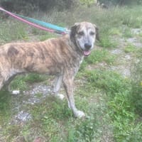 HUTCH, chien à adopter