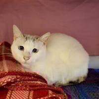 Blanchette, chatte à adopter