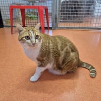 ZIMBA, chat à adopter