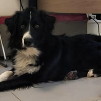ULIS, chien à adopter