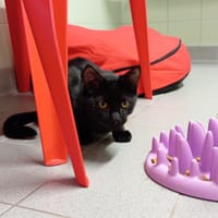 NOLAN, chat à adopter