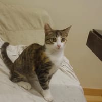 Gala, chatte à adopter