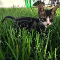 Michi, chatte à adopter