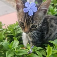 Carlitos, chat à adopter