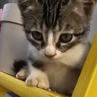 Falito, chat à adopter