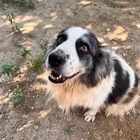 Merida, chienne à adopter