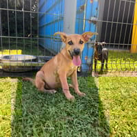 Storm, chien à adopter